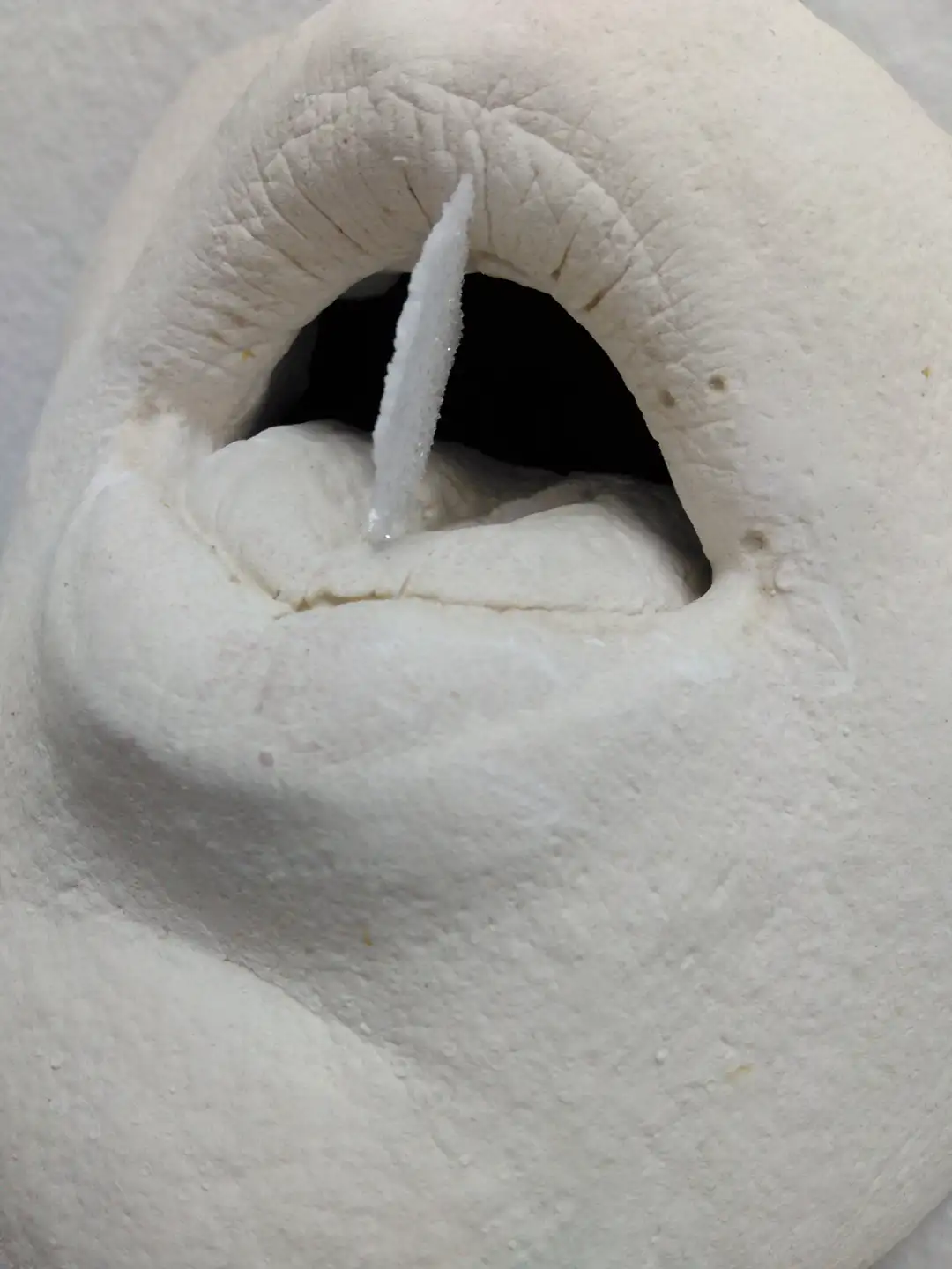 AN_17-Bocahostia (5)