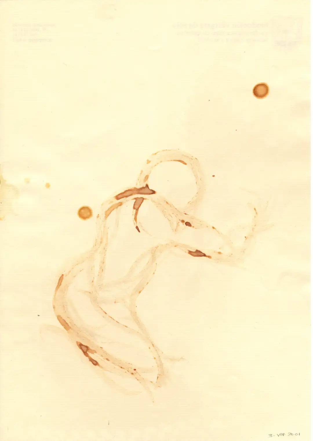 DD_DIBUJOS.Figura (2001).02, óleo,papel-29 x 21 cms.