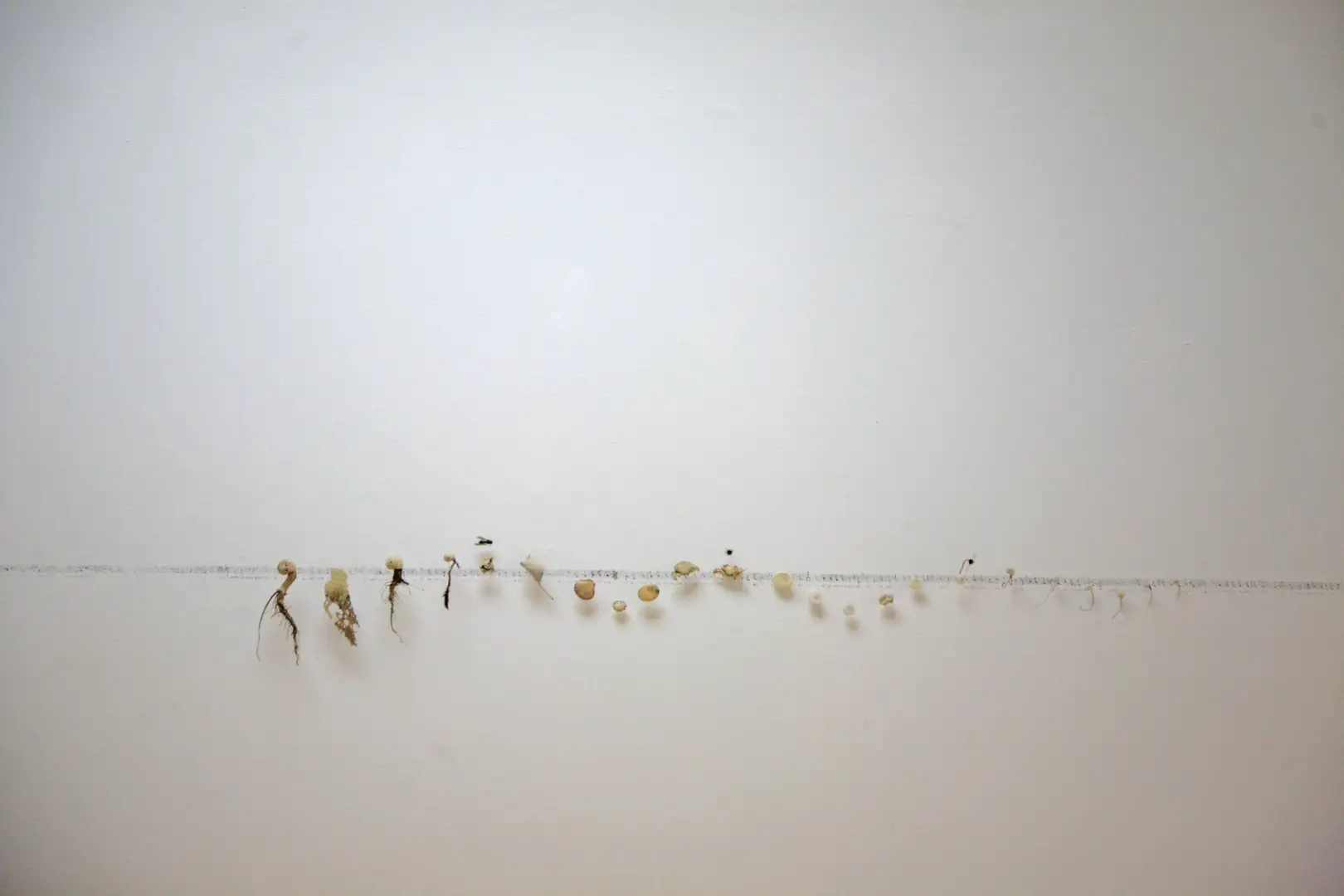 MU_Música_(2011)_elementos naturales y partitura_sobre_pared_mediadas_variables_02