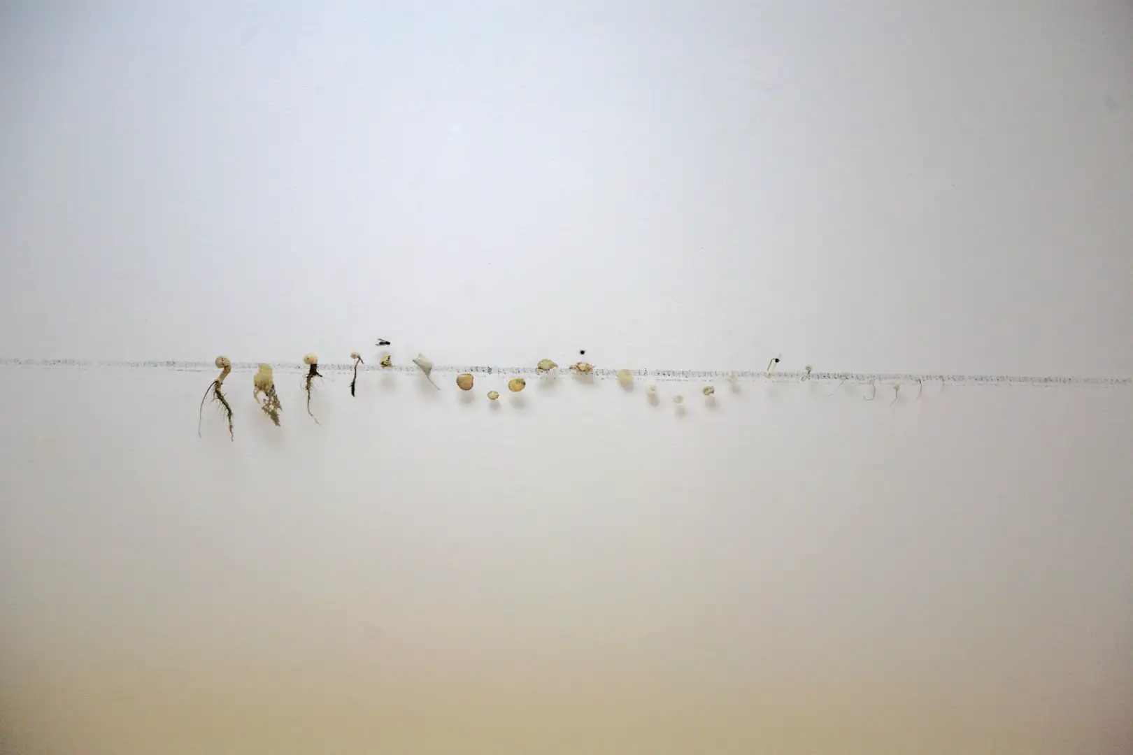 MU_Música_(2013)_elementos naturales y partitura_sobre_pared_mediadas_variables