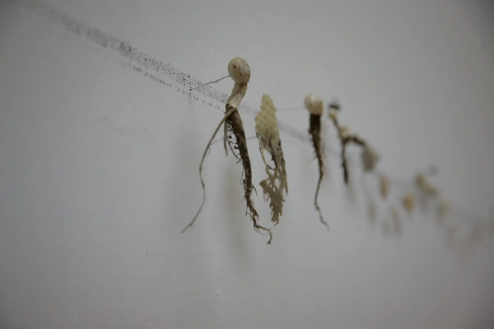 MU_Música_(2014)_elementos naturales y partitura_sobre_pared_mediadas_variables