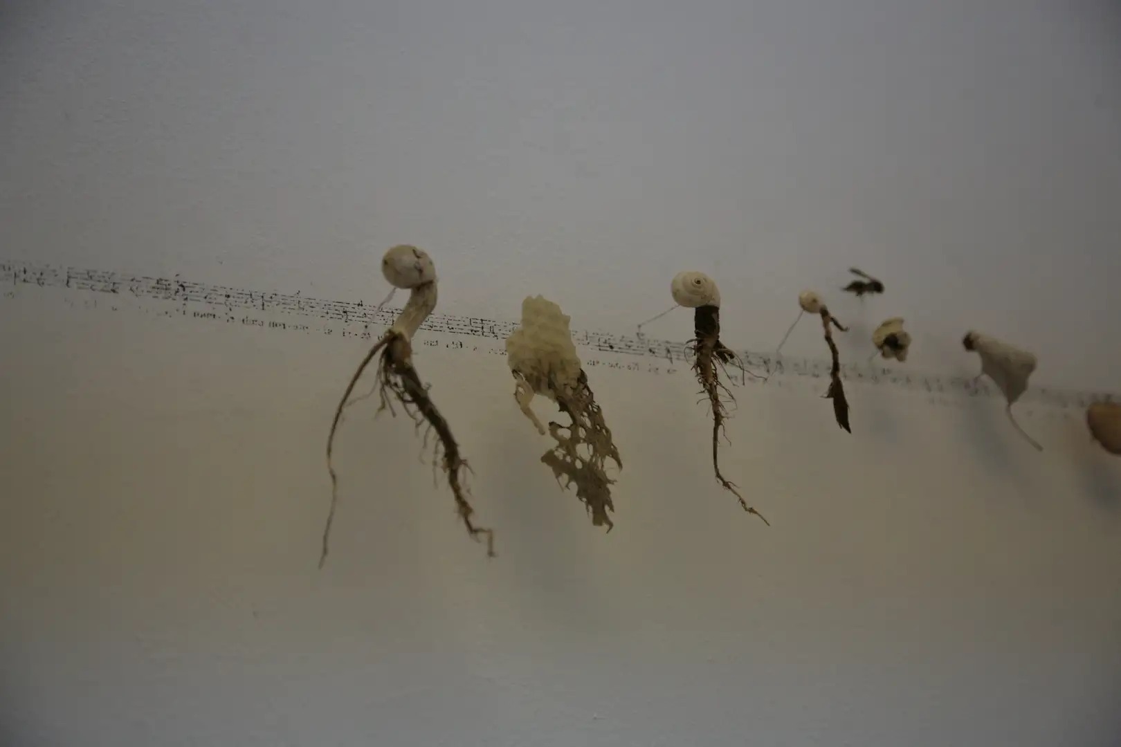 MU_Música_(2015)_elementos naturales y partitura_sobre_pared_mediadas_variables