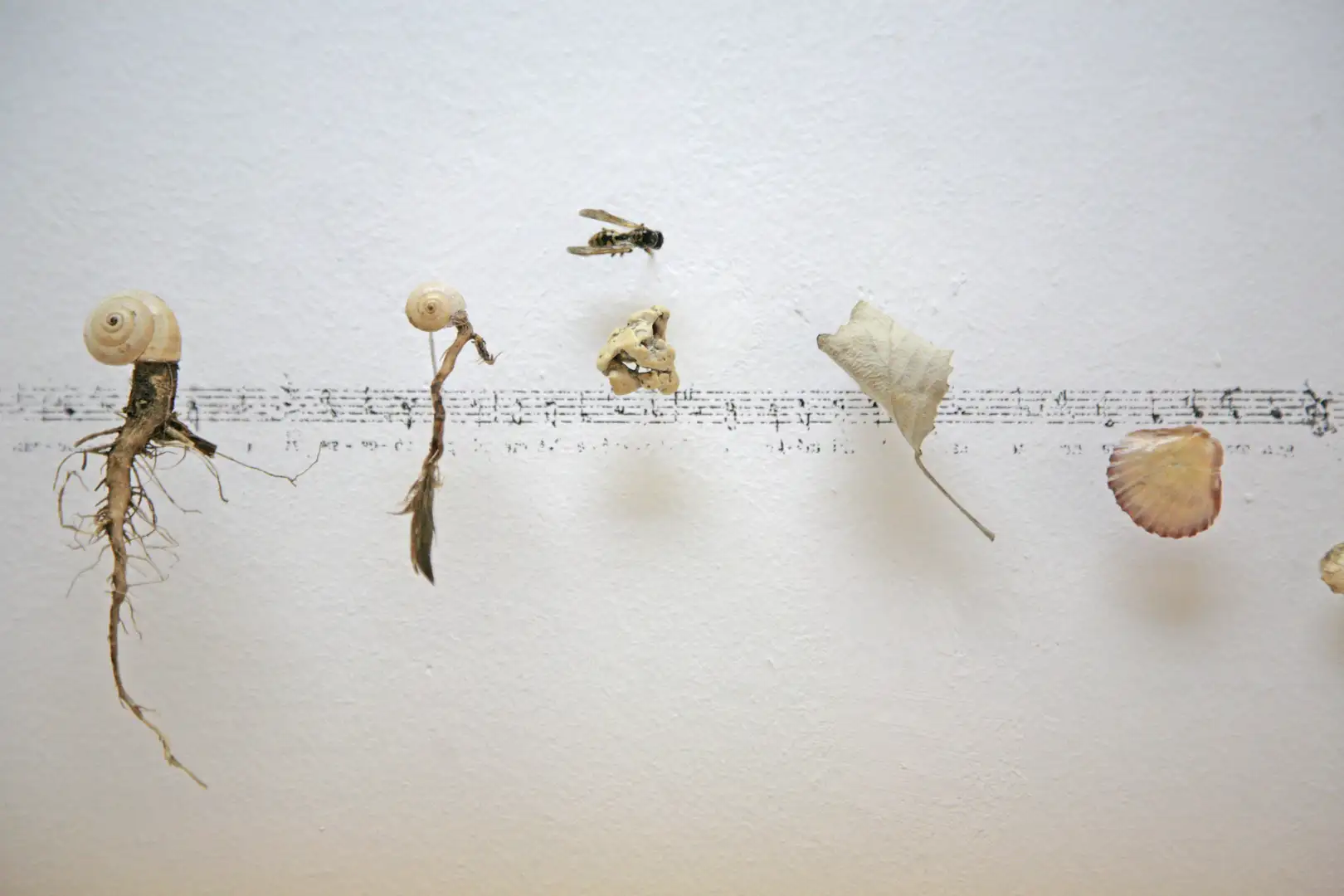 MU_Música_(2016)_elementos naturales y partitura_sobre_pared_mediadas_variables