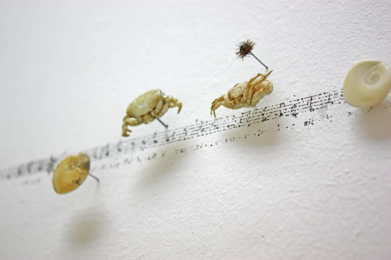 MU_Música_(2018)_elementos naturales y partitura_sobre_pared_mediadas_variables