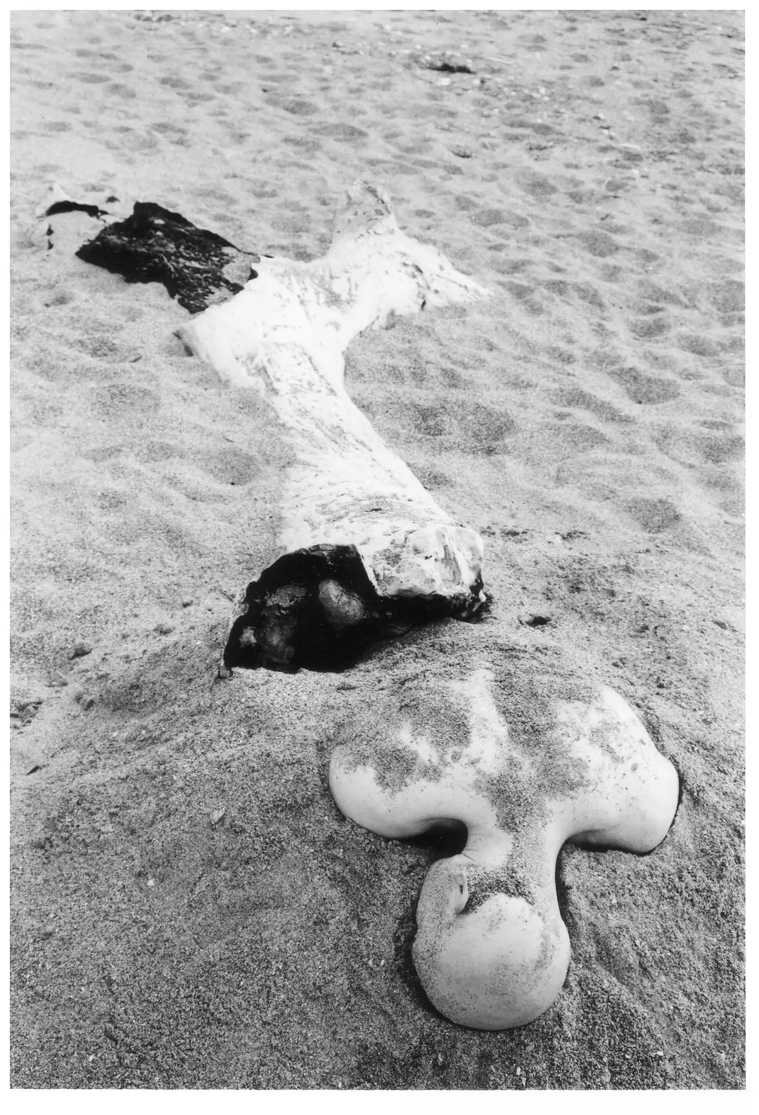 NX_07.NEXUS. tritón 001