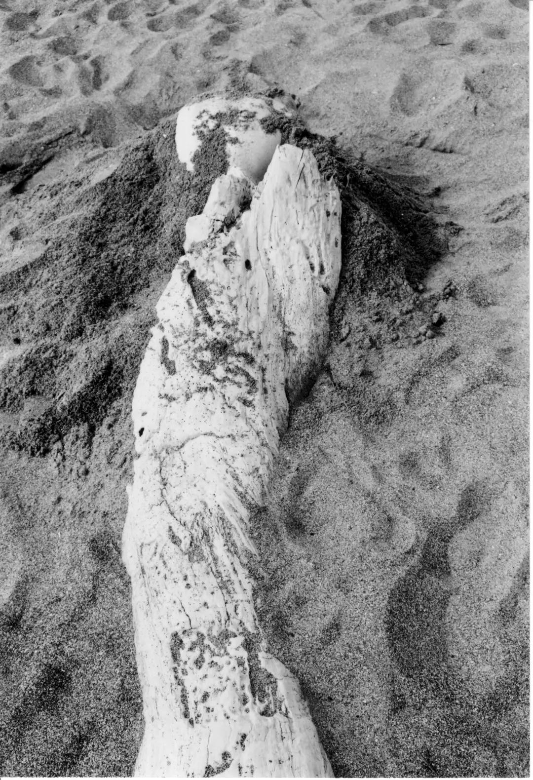 NX_08.NEXUS. tritón 002