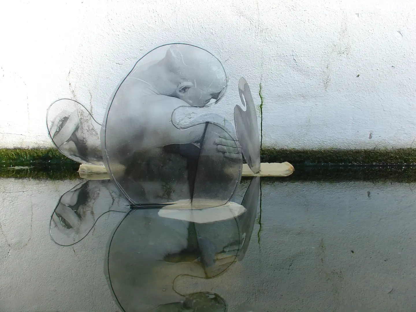 NX_Corpus_del_agua(2003)fotografria_en_acetato_alambre_corcho_medidas_varias