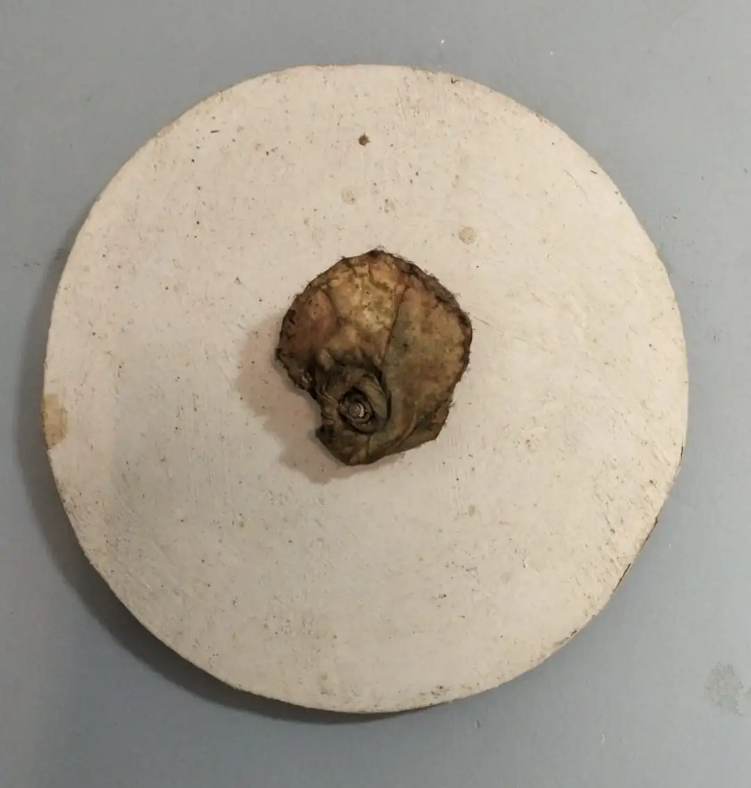 WH_Imagen de WhatsApp 2025-01-21 a las 14.38.26_b0e6efca