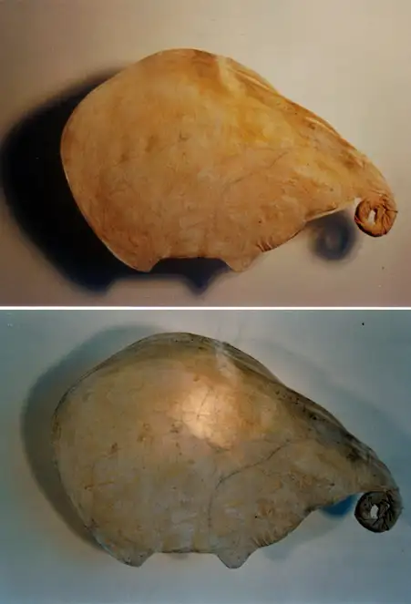 WH_Latidos blancos_1_(1998)_carboncillo-tela-alambre_luz_35x19cm